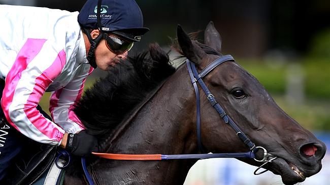 Maluckyday has his first start for new trainer Joe Pride at Royal Randwick on Saturday. Picture: Gregg Porteous 