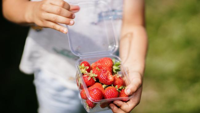 Some juicy strawberries at Turners Beach Berry Patch. Picture: Tourism Australia