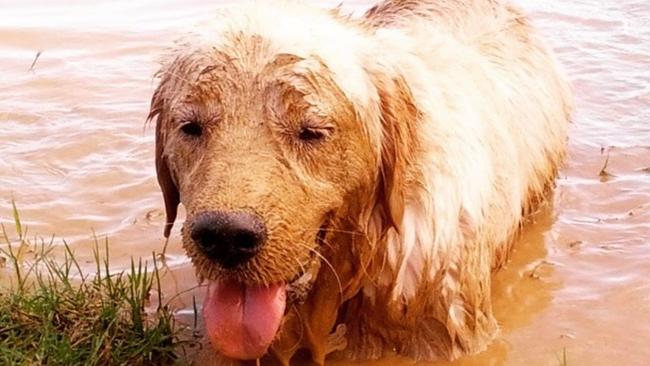 Golden Retrievers rated the No.1 dog on TikTok. Picture: King Zeus the Golden Wonderdog/Instagram