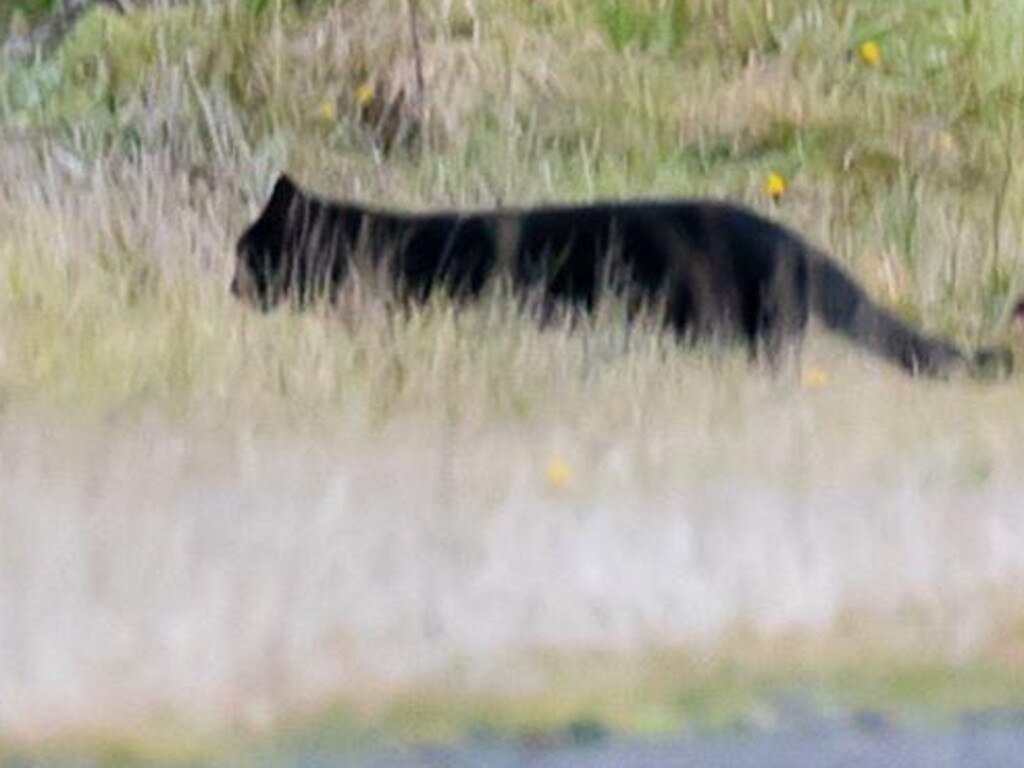 Large feral cats can also breed urban legends. Picture: Amber Noseda