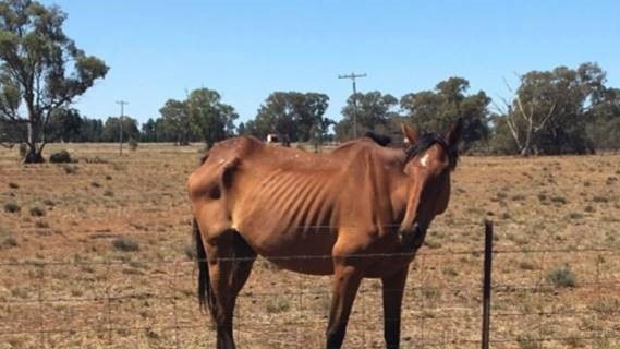 An emaciated horse found by RSPCA inspectors owned by Karen Gorrie which had to be put down. Picture: RSPCA NSW.