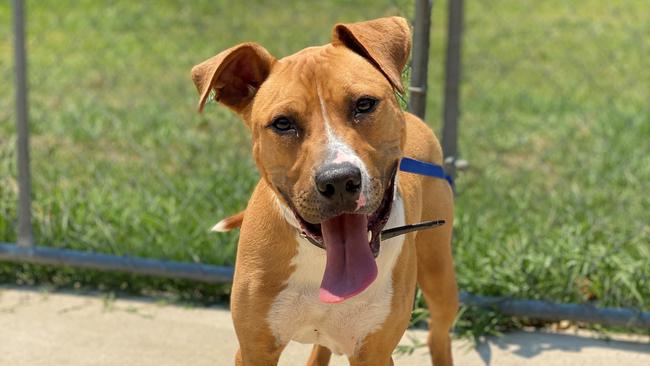 HAPPY BOY: Tank is an 11-month-old mastiff cross with plenty of energy, and lots of love to give.