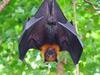 Lyssavirus alert after dead bat found in Brisbane’s south