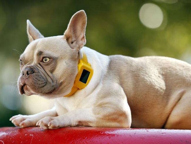 WEEKEND TELEGRAPH - 3.4.25Louey the French Bulldog pictured in North Sydney wearing the PEDIGREE Lie Detector Collar. Picture: Sam Ruttyn
