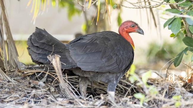 Bush turkey making itself at home in Lazenby Street, McDowall, Thursday, October 17, 2024 - Picture: Richard Walker