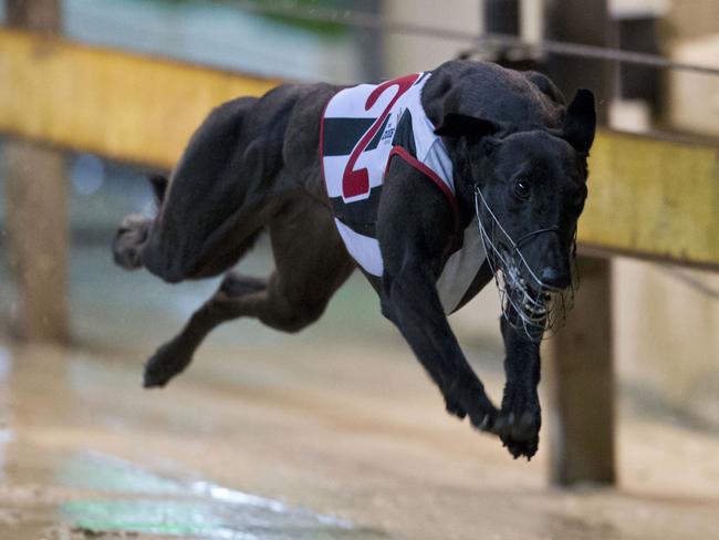 There is a point at which elimination of risk becomes elimination of liberty. With the greyhound ban, the Baird government has crossed that line.