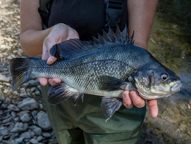 Macquarie Perch. Photo: NSW DPI