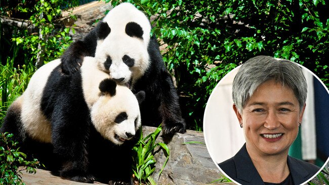 Penny Wong inset on Adelaide pandas