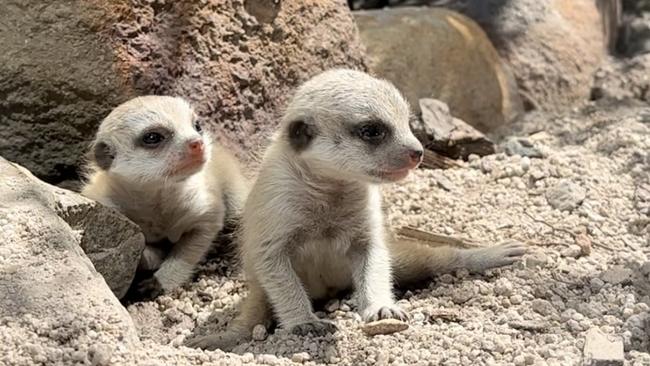 Tasmania Zoo's meerkat pups celebrated their one-month birthday on Christmas eve, pictured with their parents Rose and Gilligan. Picture: Chloe Koch