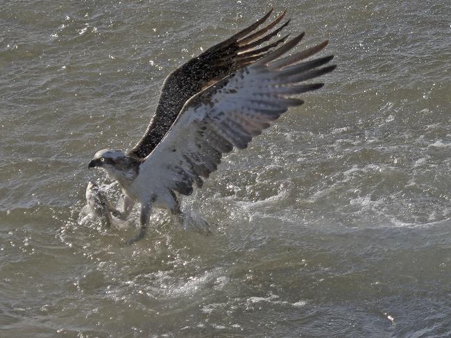 Dramatic photo of an osprey hunting fish at The Entrance. Picture: Arthur Roy