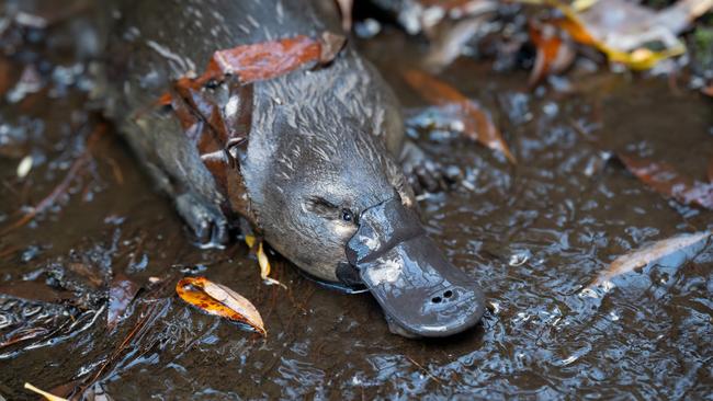 The Hobart Rivulet Platypus' Pete Walsh has won a Canon grant to continue making a second documentary on two female platypuses. Photo: Hobart Rivulet Platypus