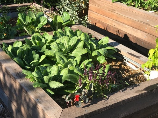 Raised garden beds are one option to consider. Picture: Sophie Thomson