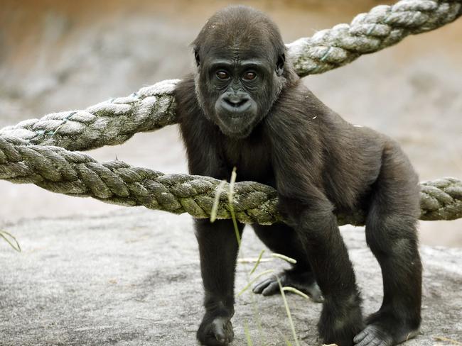 2yr old gorilla Kaius pictured at Mogo Zoo on the South Coast of NSW today. Picture: Sam Ruttyn