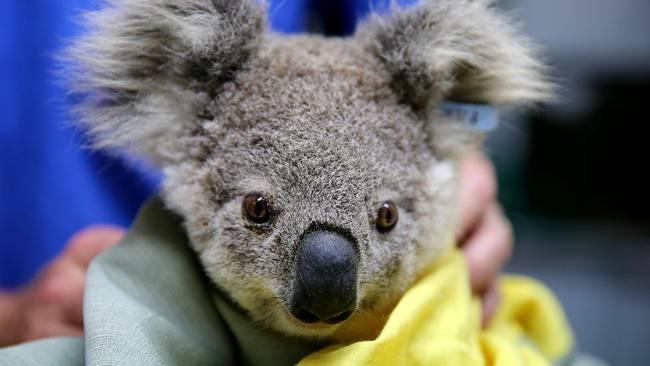 A koala named Pete is treated for burns after bushfires in NSW. Picture: Getty