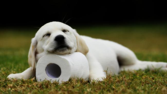 How can this Labrador puppy sleeping on a toilet roll not melt your heart? Pic Nathan Edwards