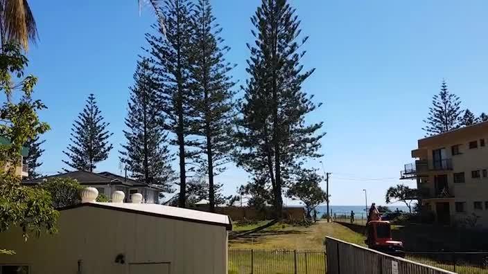 Norfolk Pines and cut down at Bilinga