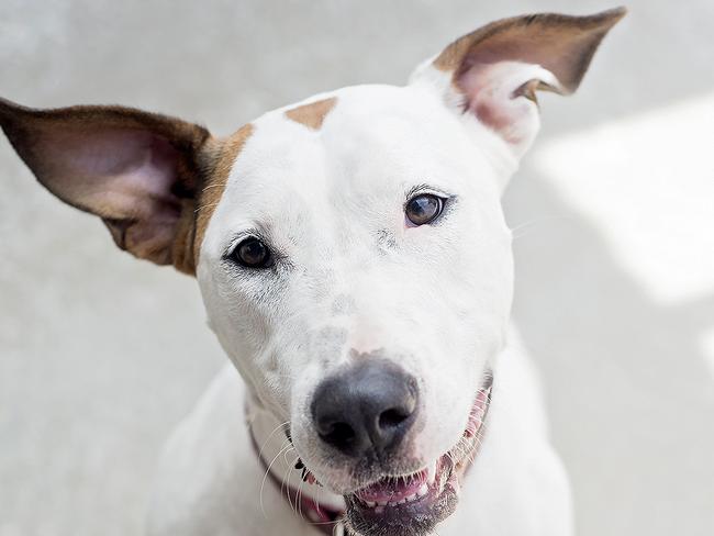 MEET Bella! This beautiful two-year-old American staffy x bull terrier is ready for her new home. She is so much fun and loves to play with her doggy mates. She’s an excited dog and just wants to play or have smooches. She is good in the car, is house trained and will need an inside/outside home. She has also lived with horses, cattle and the resident cat and attempted to play with them. If you have the time to give this gorgeous girl a daily walk and some play or training time, she will make the most loyal of companions. Come and meet her at the AWLQ, Shelter Rd, Coombabah. Phone 5509 9032 or visit www awlqld.com.au