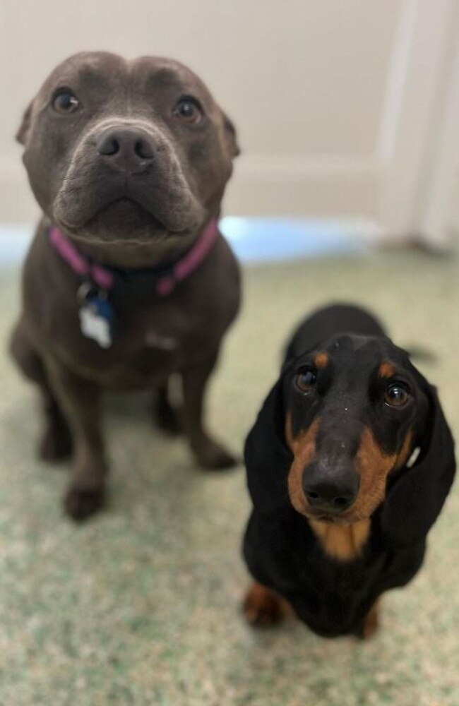 Lola the Staffordshire Bull Terrier (aka staffy) and Odie the dachshund having fun at doggy daycare at Paddington Pups in Milton. Picture: @paddingtonpups