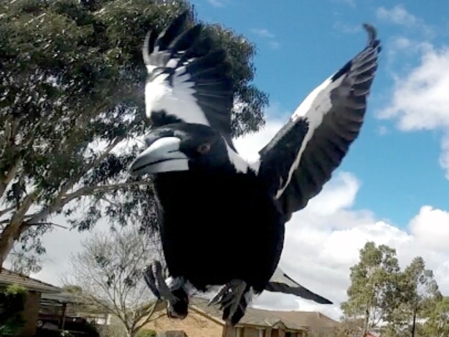 Cyclist snaps bird attack on GoPro as magpie swooping ...