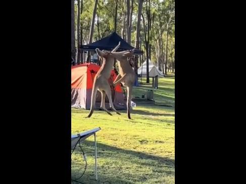 Two roos have a biff at a campsite