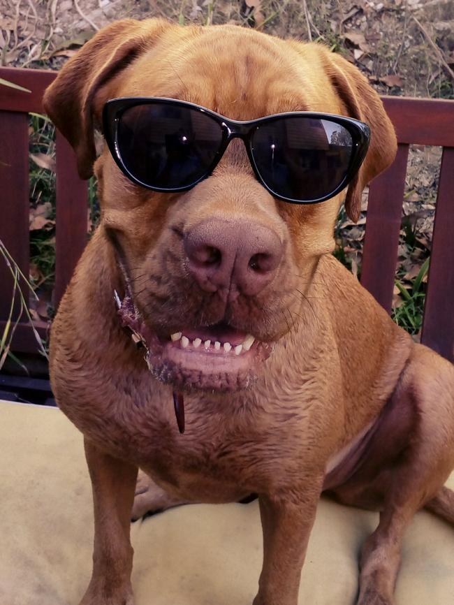 Maple: Looking cool while catching some rays, Maple is all about that #gclife