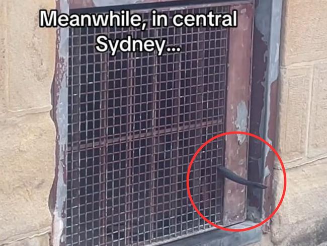 A snake has been spotted metres from Sydney Harbour Bridge. Picture:  TikTok/ella_sian66