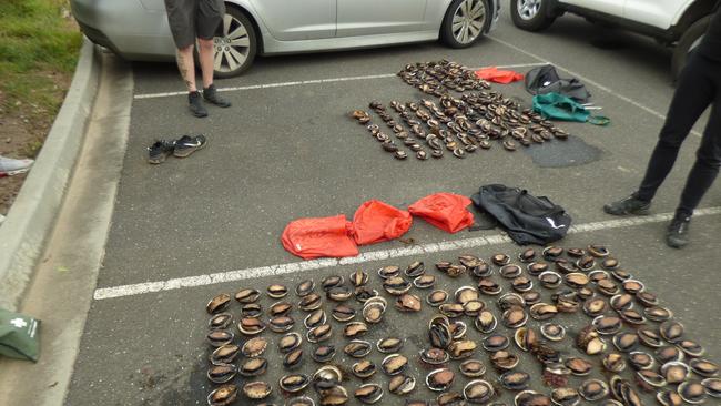 Police and Fisheries officers arrested five men after they were allegedly caught harvesting almost 400 blacklip abalone at Cape Schanck.