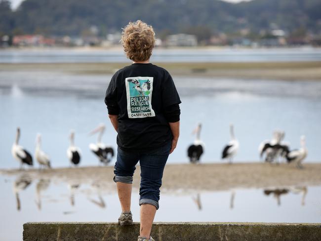 Wendy Gillespie watching pelicans. Picture: Sue Graham.