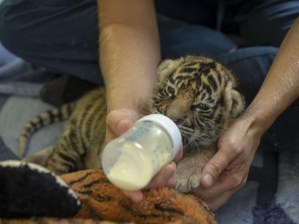 Dreamworld's two tiger cubs, born to Adira at Tiger Island. Picture: Patrick Martin-Vegue, Tiger Island Manager