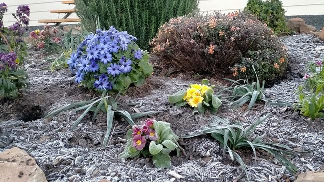 Frost in a garden in Adelaide. Picture: Shane Chinca