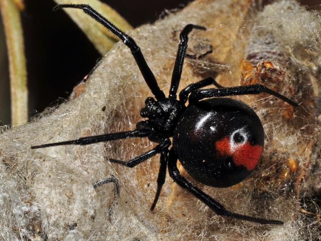 Nothing like starting your day by clearing redbacks from the dunny. Picture: J. Hodgson