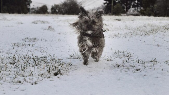 Snow in Cygnet, Pic Sarah Jayne