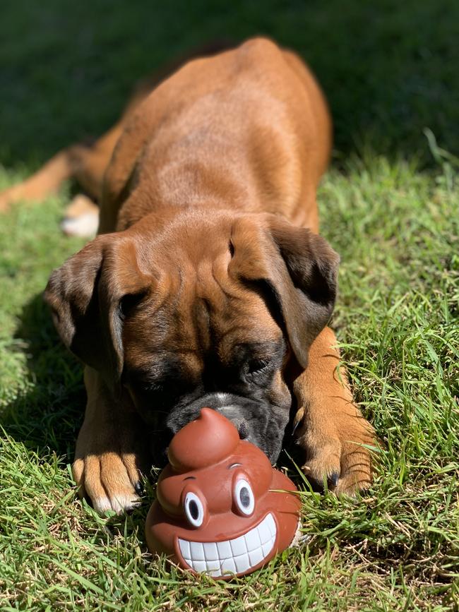 Ziggy was fatigued after she was bitten by a brown snake at her home. Picture: Cheryl Moyle