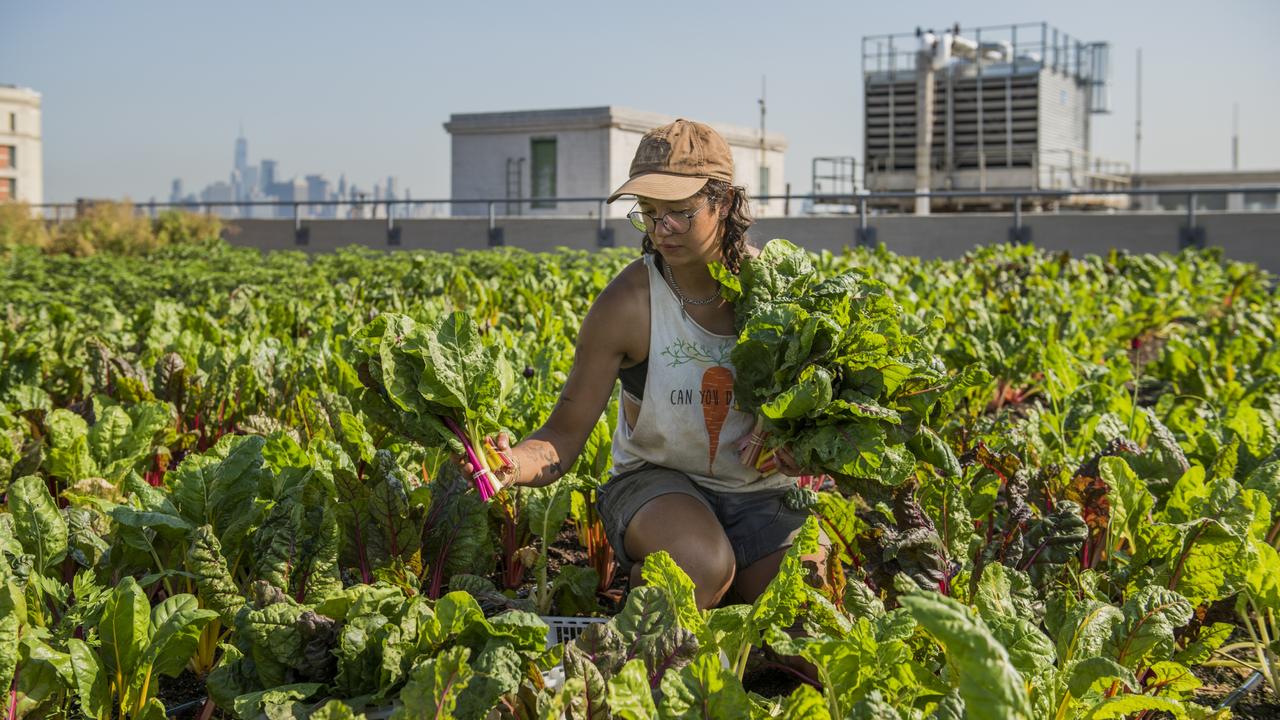 A farmer gathers bundles of rainbow chard at the Brooklyn Grange Sunset Park Farm in New York. Brooklyn Grange, operating atop two industrial buildings, has pioneered rooftop farming and produces over 4.5 tonnes of unique crops annually. Picture: Valery Rizzo/Pink Lady® Food Photographer of the Year