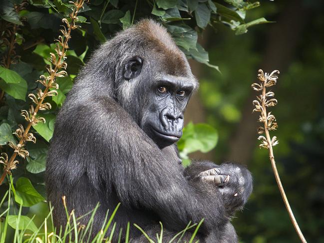 Western Lowland Gorilla Kimya is due any day (or night) now, expected to deliver some time before March 15th.  Gorilla Keepers yesterday eaves dropped on KimyaÕs baby and managed to record the amazing sound of its heartbeat.  Picture: Sarah Matray