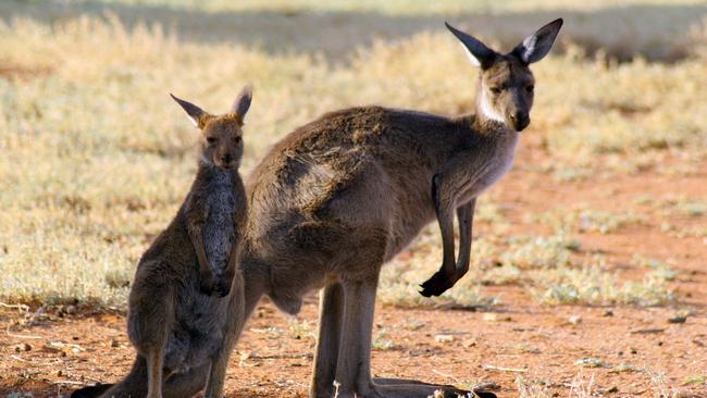 Western grey kangaroos used in the fart study. Picture: AAP Image