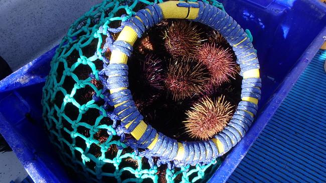 Sea urchins — it’s not for their good looks that they are highly regarded in many countries. Picture: John Lethlean