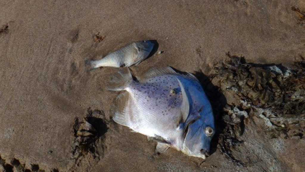 Questions as mass of dead fish washes up on Curtis Island | The Courier ...