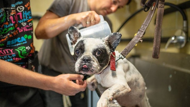 One of the rescued French bulldogs having a bath. Photo: Facebook- RSPCA 