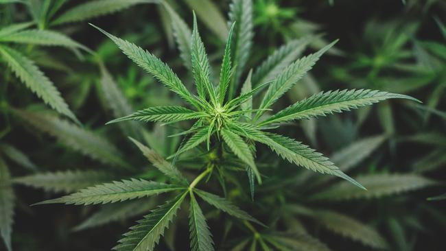 generic cannabis. PIcture: Istock