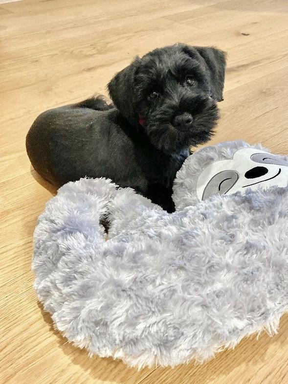 Elmo the mini schnauzer, sent in by Ida Wong, Bowden.