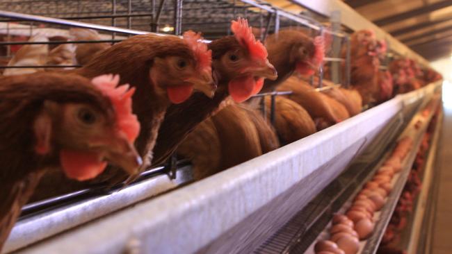 Caged eggs production. Picture: Australian Eggs