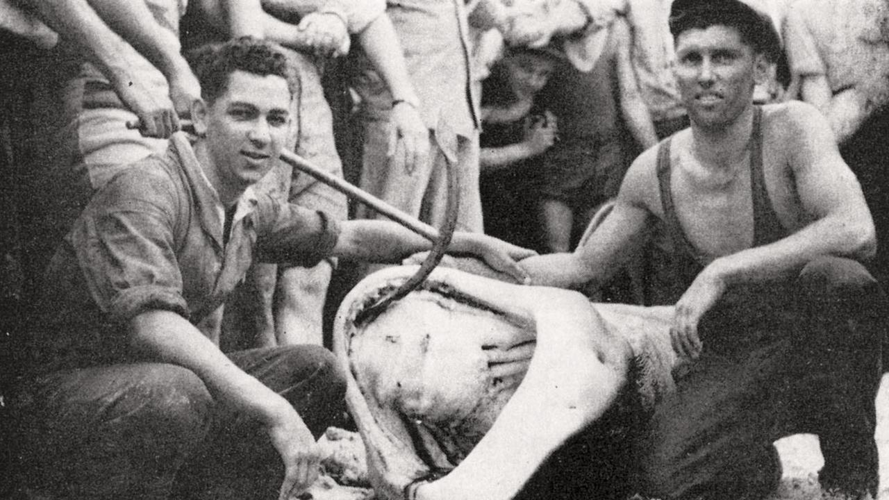 Gordon and Joe Doniger with the tiger shark which killed their clubmates Norm Girvan and Jack Brinkley