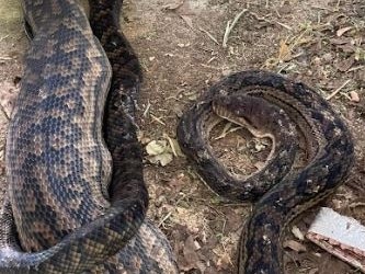 Scrub Python found in woman's yard. Credit: Elise LeHewitt