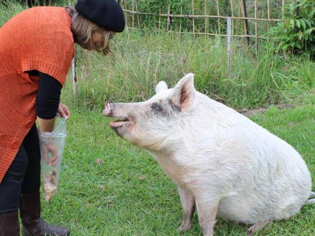 Polly the pig at Djanbung Permaculture Gardens in Nimbin. Photo: Robyn Francis