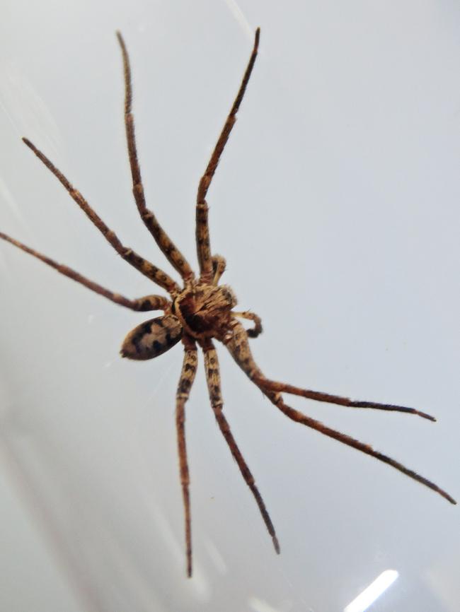 A Tropical Hunstman spider. Not attractive.