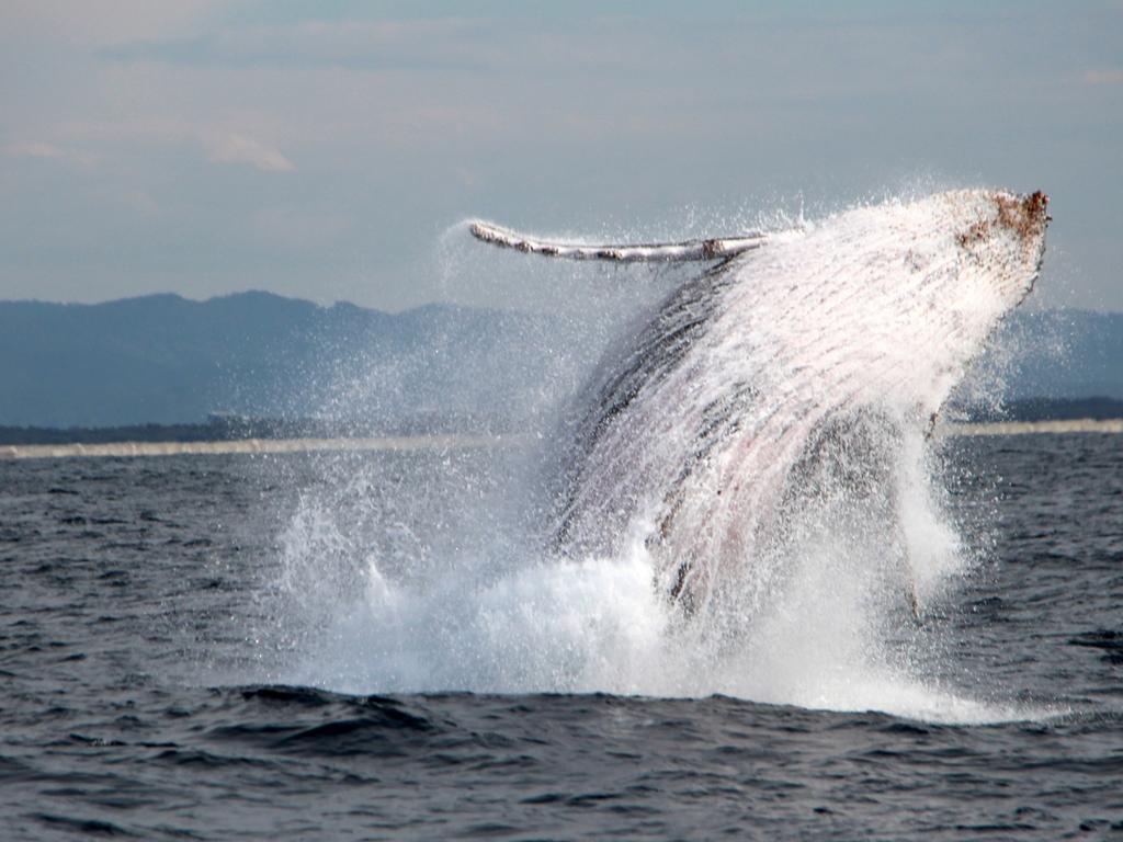 Whales seen breaching off Gold Coast waters in great beginning to ...