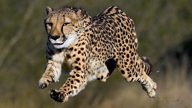 ON HOLD FOR WEEKEND TELEGRAPH, Wild Cat Centre - Zane the cheetah gets his speed checked by Sen Constable Dave Romeike . Picture: Gregg Porteous (NOTE - ONE USE ONLY, NO ARCHIVE )