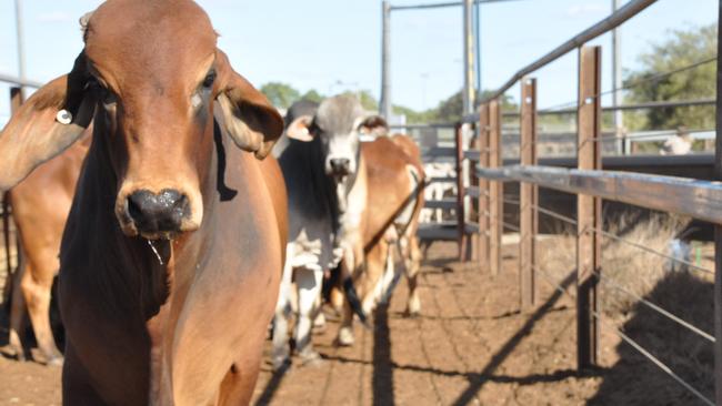 Cattle destined for the live export trade near Townsville.