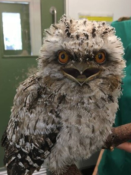 A cute baby Tawny Frogmouth is being treated by vets at Currumbin. He will be raised by a carer and released back to the wild when he is old enough to survive on his own